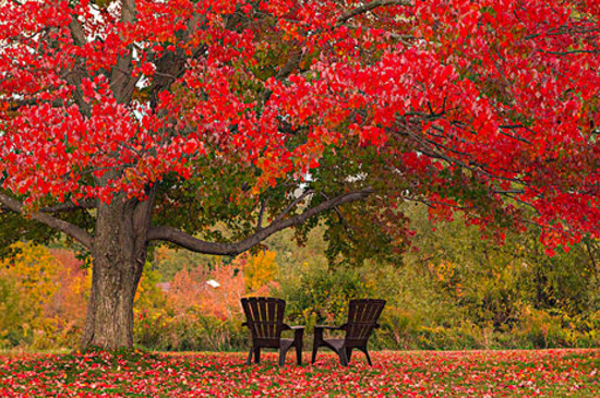 枫树叶子枯萎如何抢救