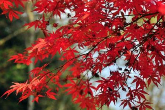 枫树叶子枯萎如何抢救