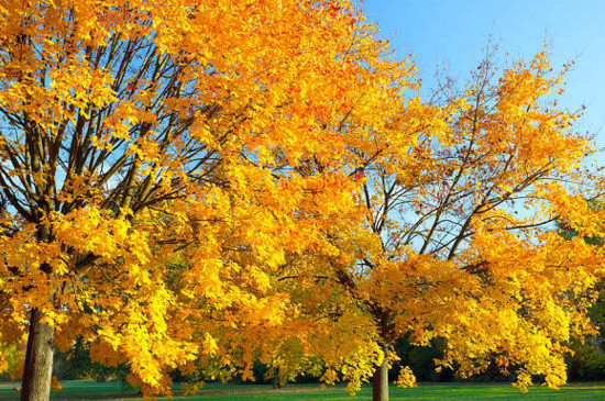 枫树叶子枯萎如何抢救