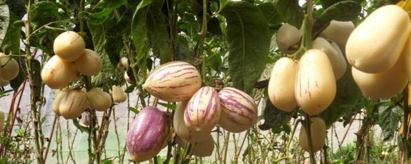 人参果树如何养?真的会长出人参娃娃不