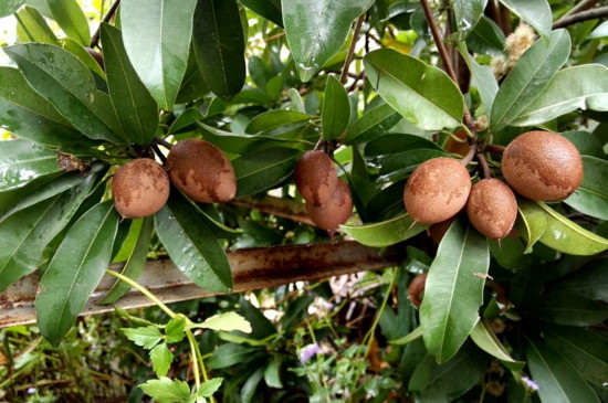 人参果树如何养?真的会长出人参娃娃不