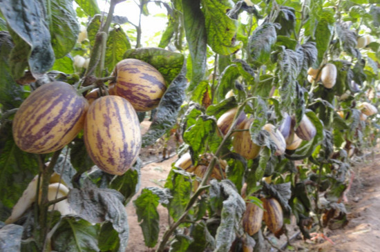 人参果树如何养?真的会长出人参娃娃不