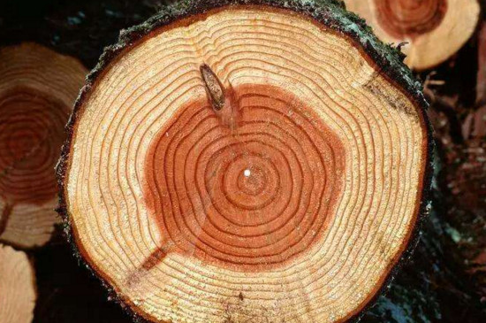 人们通过观察什么知道树的年龄