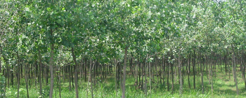 杨树如何让它快速死掉