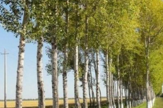 杨树如何让它快速死掉