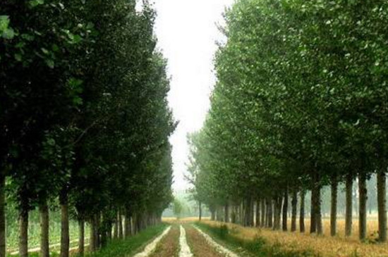 杨树如何让它快速死掉