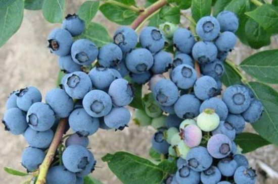 奥尼尔蓝莓树多高
