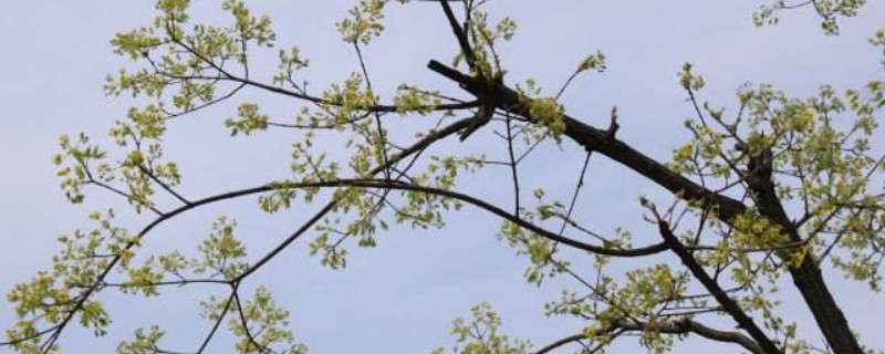 黄玻璃树芽食用办法