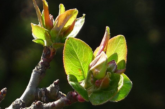 黄玻璃树芽食用办法