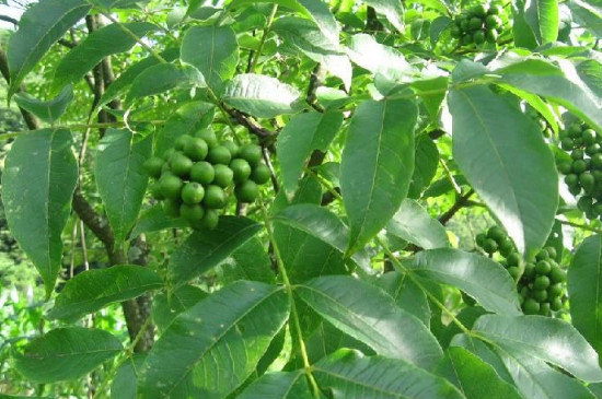 黄玻璃树芽食用办法