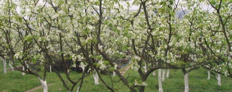 春季最早开花的树