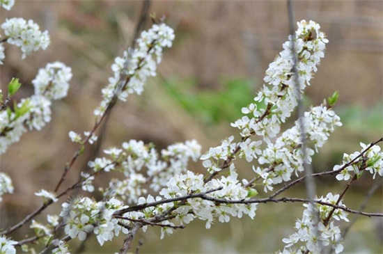 春季最早开花的树