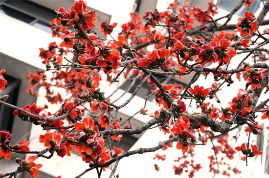 春季最早开花的树