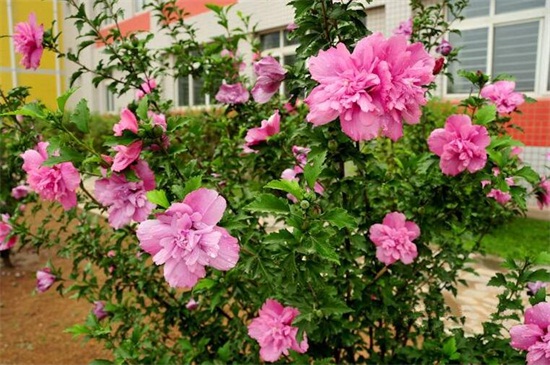 春季最早开花的树