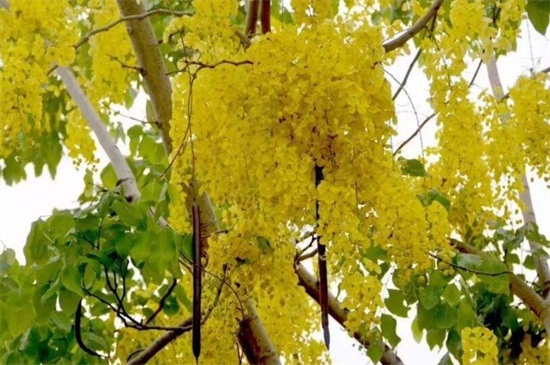 春季最早开花的树