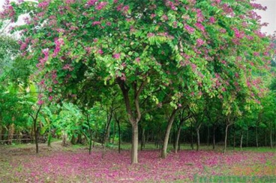 春季最早开花的树