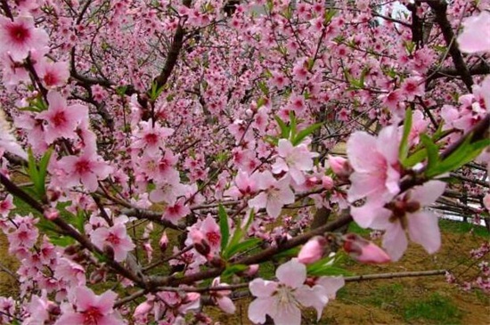 春季开花的树有哪些