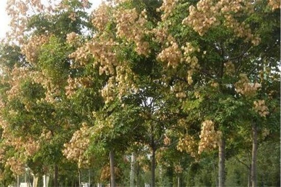 栾树常见病虫害及其预防和治疗办法，流胶病需去除胶状物洒药