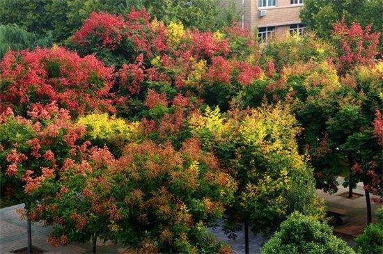 栾树常见病虫害及其预防和治疗办法，流胶病需去除胶状物洒药