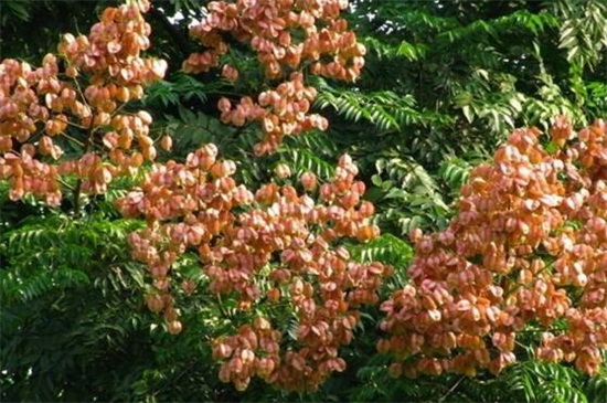 栾树常见病虫害及其预防和治疗办法，流胶病需去除胶状物洒药