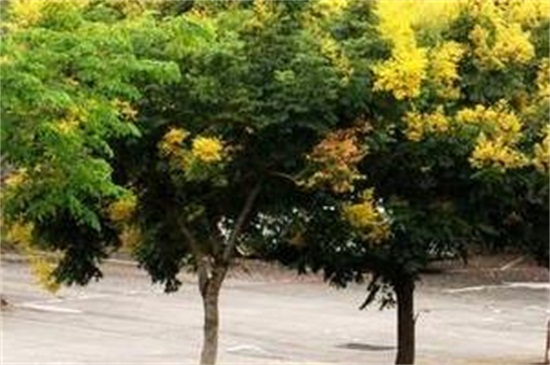 栾树常见病虫害及其预防和治疗办法，流胶病需去除胶状物洒药