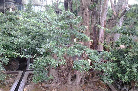 栾树播种繁殖办法，秋季取种播种栽植