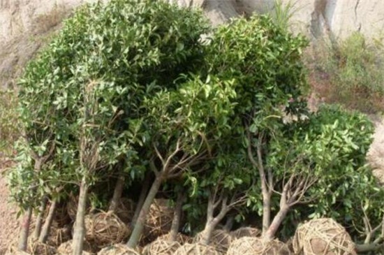 栾树播种繁殖办法，秋季取种播种栽植