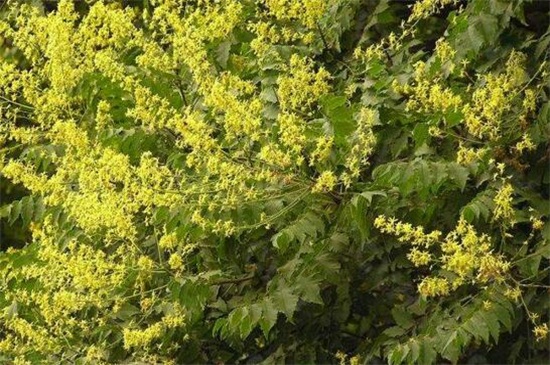 栾树播种繁殖办法，秋季取种播种栽植