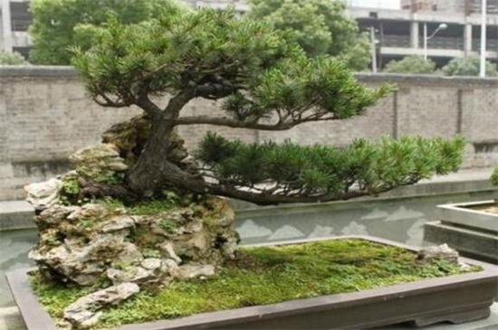 日本榉树盆景如何养，需充足光照并整形修剪