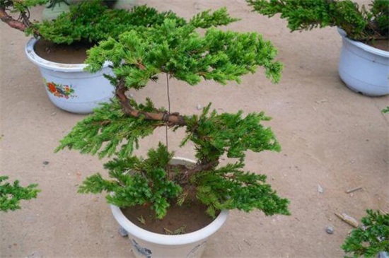 适宜种植的树种