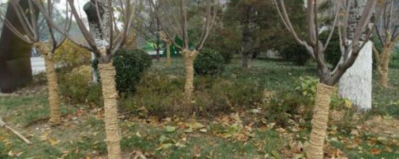 保护树的办法