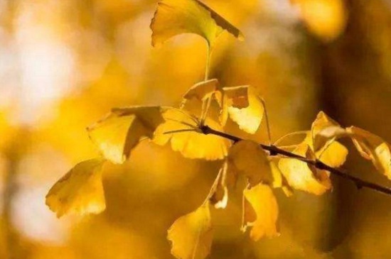 银杏树叶什么时候变黄
