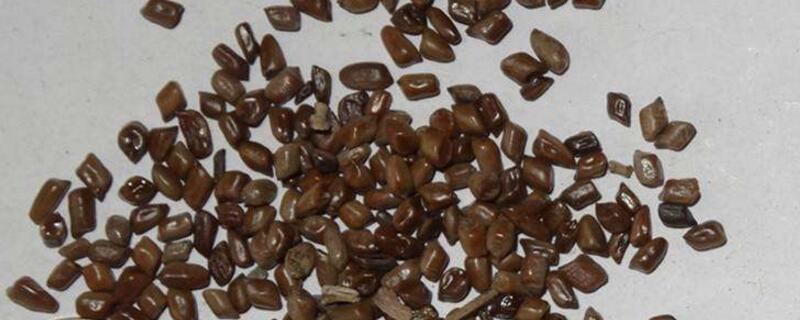 咖啡树种植和留意事项