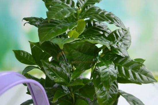 咖啡树种植和留意事项