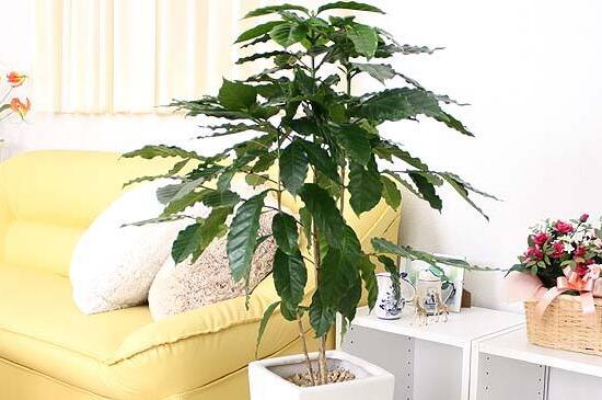 咖啡树种植和留意事项