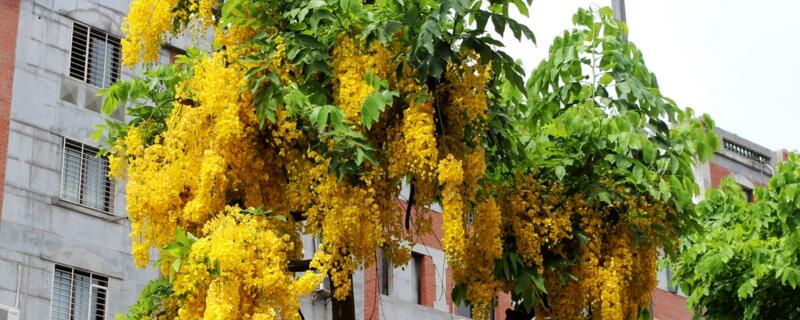 腊肠树的养殖办法和留意事项