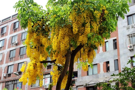 腊肠树的养殖办法和留意事项