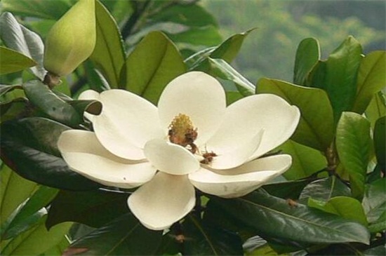 常见园林树木160种