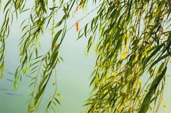 常见园林树木160种