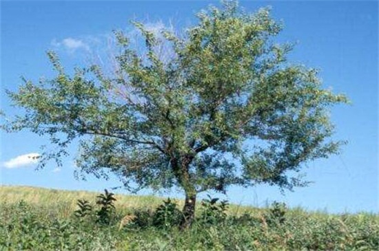 常见园林树木160种