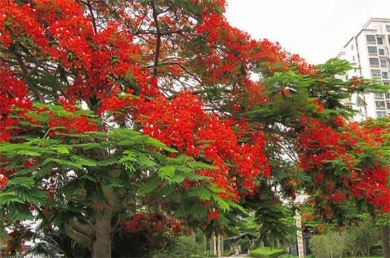 常见园林树木160种