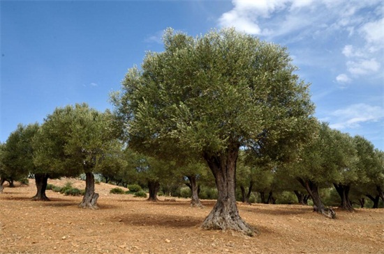 橄榄树的养殖办法和留意事项