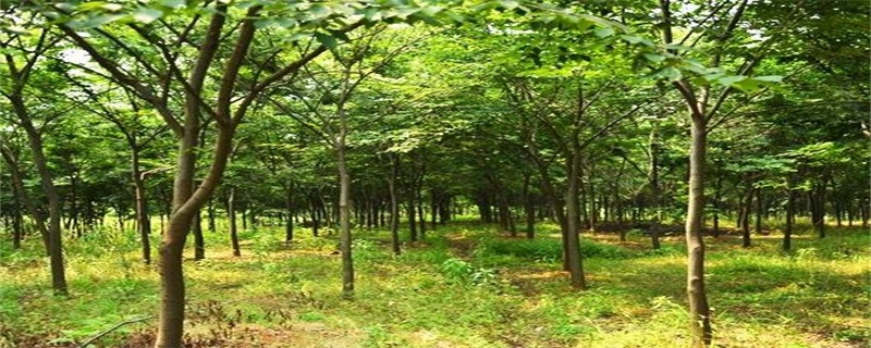 榉树的养殖办法及留意事项