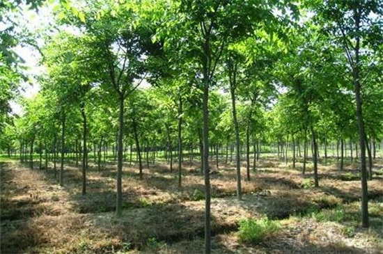 榉树的养殖办法及留意事项