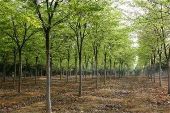 榉树的养殖办法及留意事项