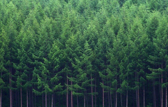 树叶变黄的原因：大多是自然现象，顺其自然就好