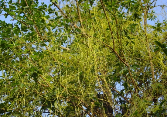 树叶变黄的原因：大多是自然现象，顺其自然就好