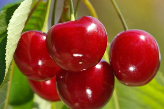 车厘子空心如何回事