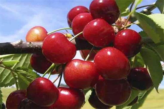 车厘子果树种植技术