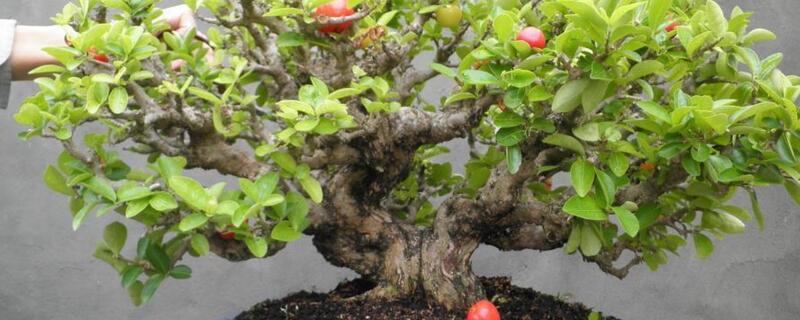 车厘子盆栽种植办法